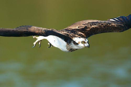 Osprey