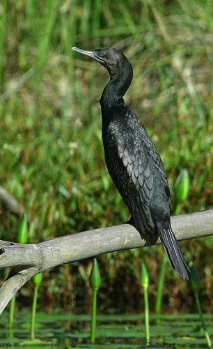 Little black Cormorant