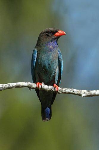 Dollarbird