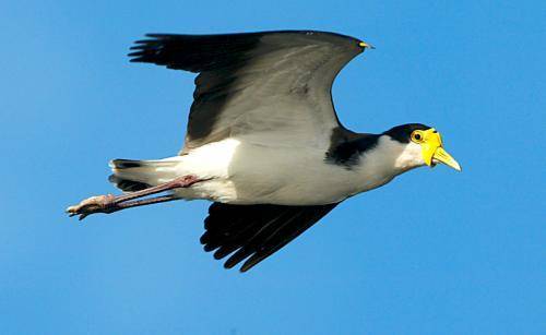 Masked Lapwing