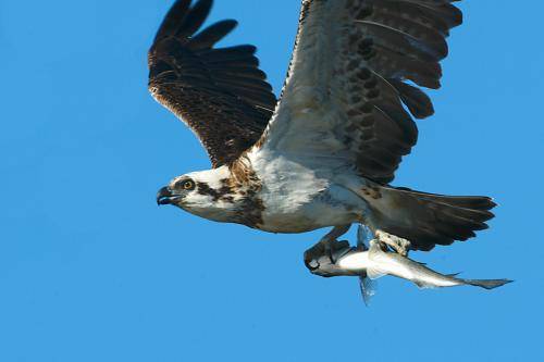 Osprey