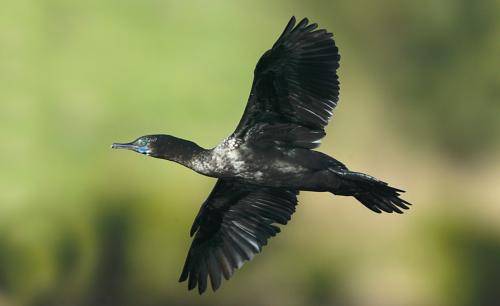Little black Cormorant