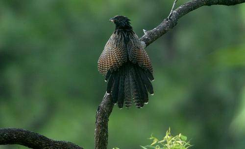 Pheasant Coucal