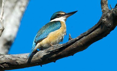 Sacred Kingfisher