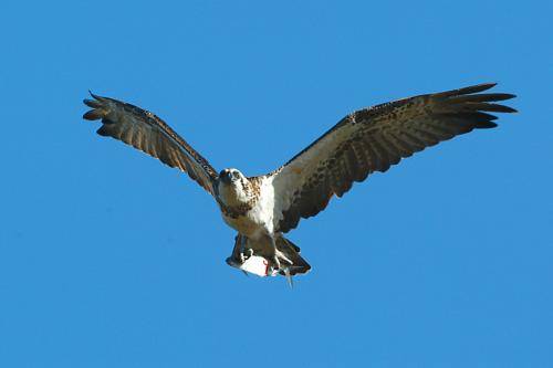 Osprey