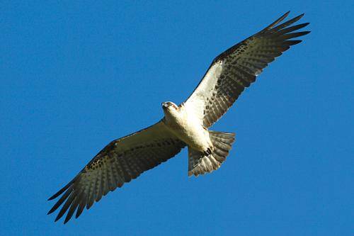 Osprey
