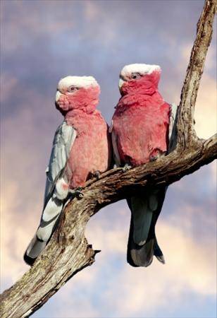 Galah