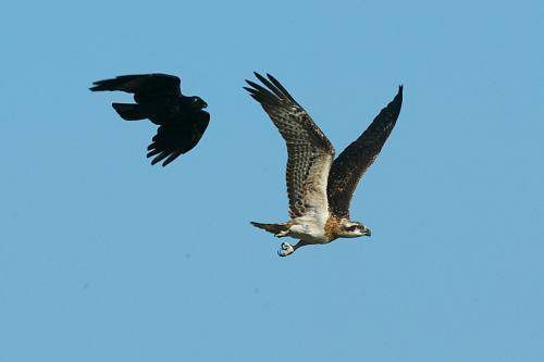 Osprey