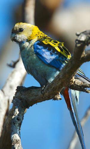 Pale-headed Rosella