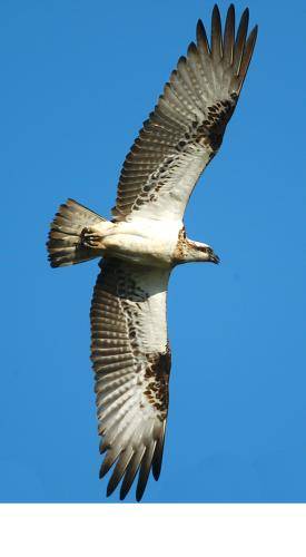 Osprey