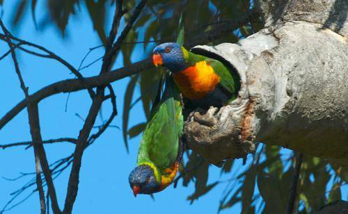 Rainbow lorikeet