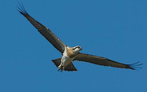 Osprey