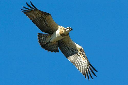 Osprey