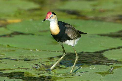 Comb crested Jacana