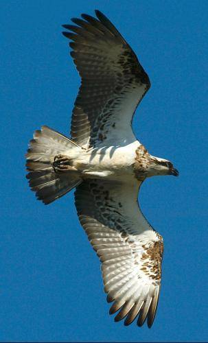Osprey