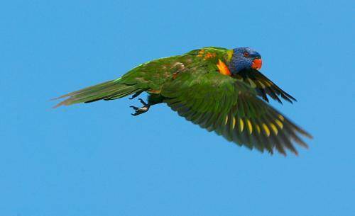 Rainbow lorikeet