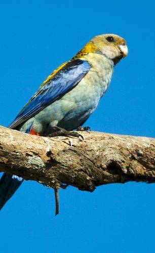 Pale-headed Rosella