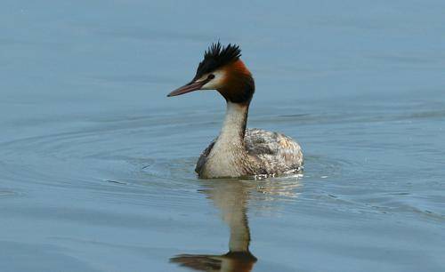 Great crested Grebe