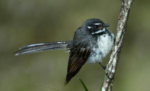Grey Fantail