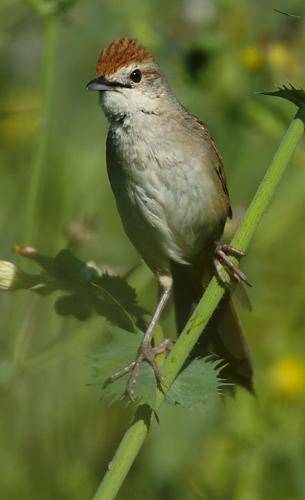 Tawny Grassbird