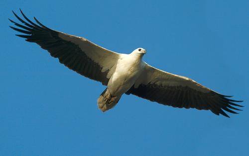 White bellied Sea Eagle