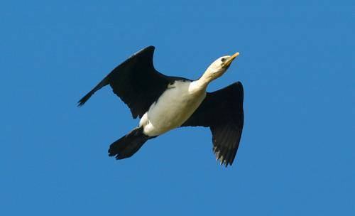 Pied Cormorant