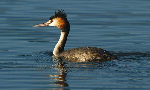 Great crested Grebe
