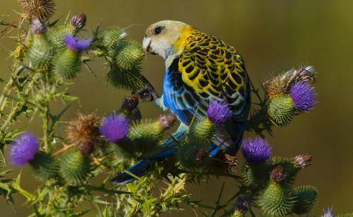 Pale-headed Rosella