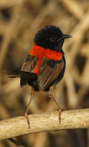 Red backed Fairy-Wren