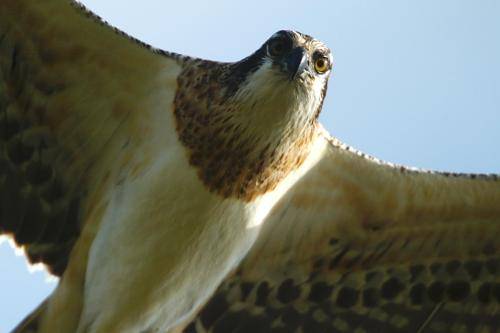Osprey