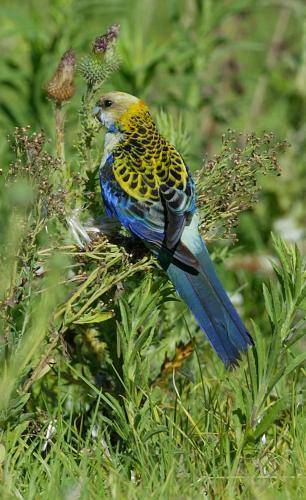 Pale-headed Rosella