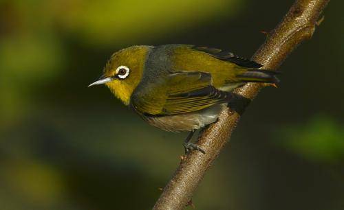 Silvereye