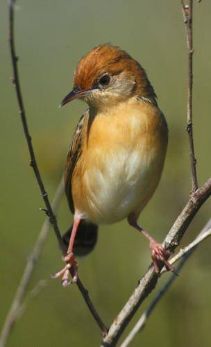 Golden Headed Cisticola