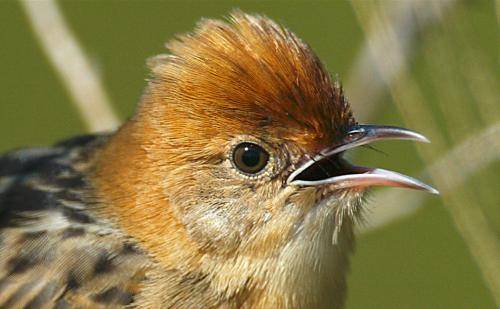 Golden Headed Cisticola