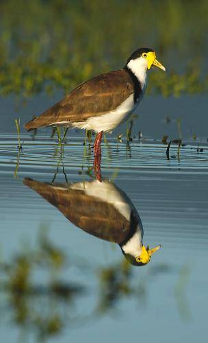 Masked Lapwing