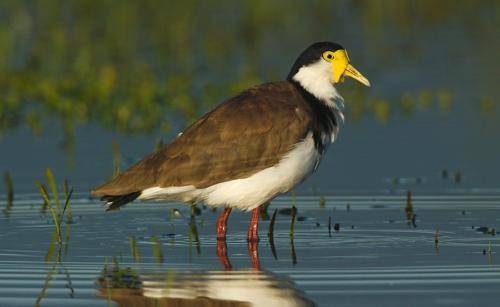 Masked Lapwing