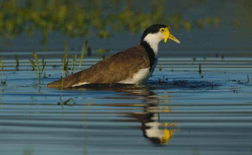 Masked Lapwing