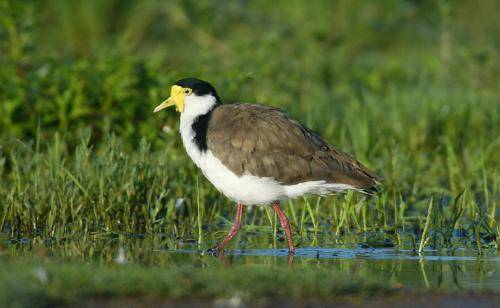 Masked Lapwing