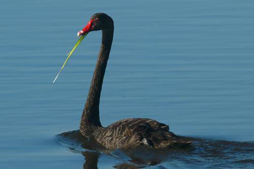 Black Swan
