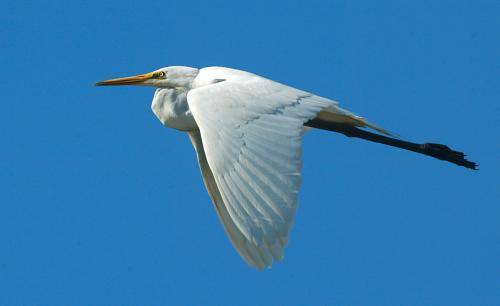 Great Egret