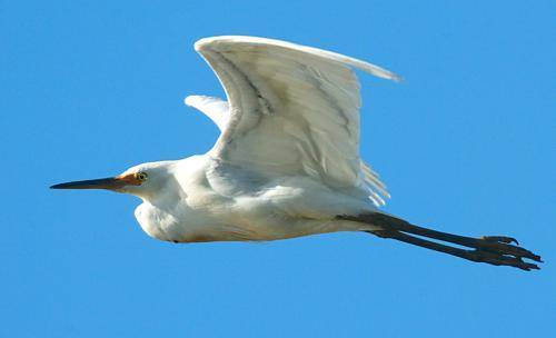 Great Egret