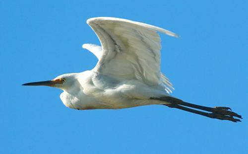 Intermediate Egret