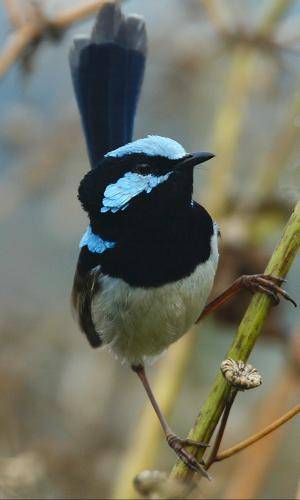 Superb Fairy-Wren