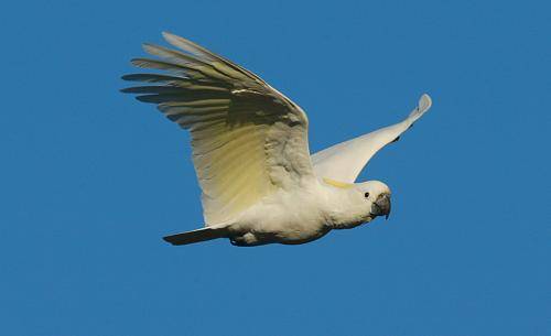 Sulphur crested Cockatoo