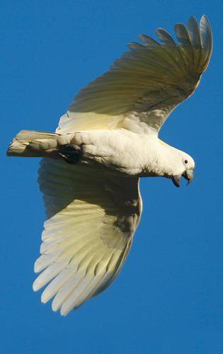Sulphur crested Cockatoo