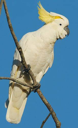 Sulphur crested Cockatoo