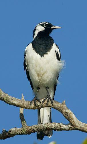 Magpie Lark