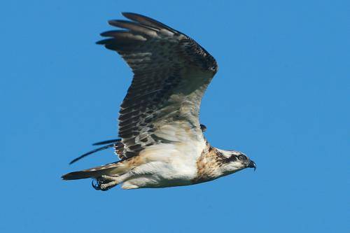 Osprey