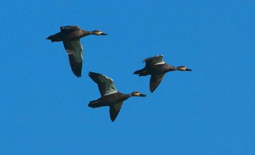 Pacific Black Duck