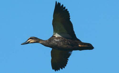 Pacific Black Duck